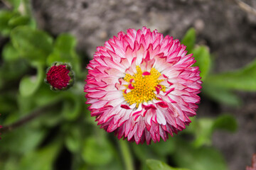 Strawflower. Field flower.