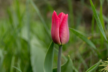 Red tulip on the center of the frame. Tulip on a background of green grass.