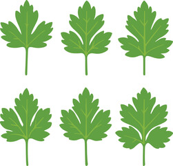 Six green parsley leaves arranged in two rows leaf
