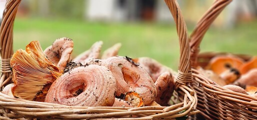 mushrooms collected in baskets in the woods during the autumn season, with bright and intense colours