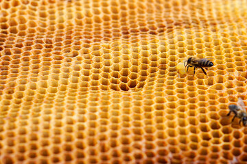 close up of honey bee on honeycomb