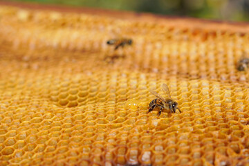 close up of honey bee on honeycomb