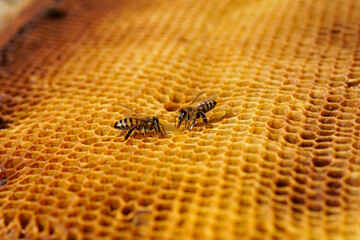 close up of honey bee on honeycomb