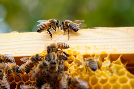 close up of honey bee on honeycomb