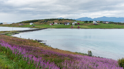 Blooming fireweed illuminating norwegian island landscape