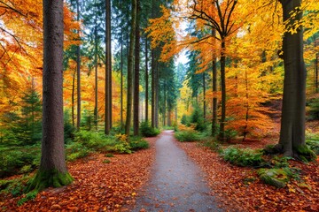 Fototapeta premium Forest path winding through colorful autumn leaves