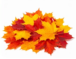 Fototapeta premium Beautifully arranged vibrant red orange and yellow maple leaves scattered on white background