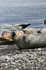 Funny seal on the beach with seals in the background