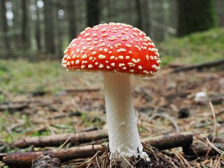Roter Fliegenpilz (Amanita muscaria), unscharfer Hintergrund, Nordrhein-Westfalen, Deutschland