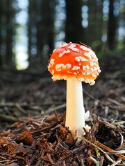 Roter Fliegenpilz (Amanita muscaria), unscharfer Hintergrund, Nordrhein-Westfalen, Deutschland