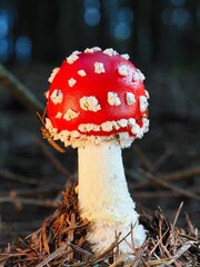 Roter Fliegenpilz (Amanita muscaria), unscharfer Hintergrund, Nordrhein-Westfalen, Deutschland