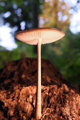 Pilz im Wald als Makro mit unscharfem Hintergrund