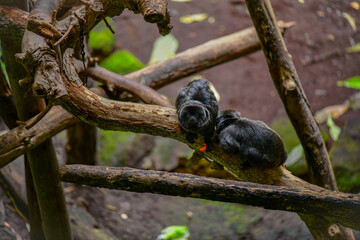 Two titi monkeys relaxing on a tree branch