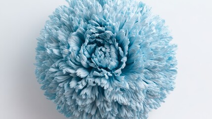 shaggy. Light blue flower with fluffy petals displayed against white background, gardening catalogs, home-decor guides, designed for gardening and botanical catalogs.
