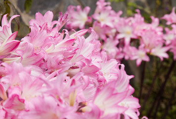 Obraz premium Flora of Gran Canaria - flowering pink Amaryllis belladonna, Jersey Lily, introduced and naturalized species 