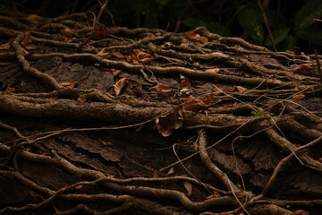 an unusual old autumn tree