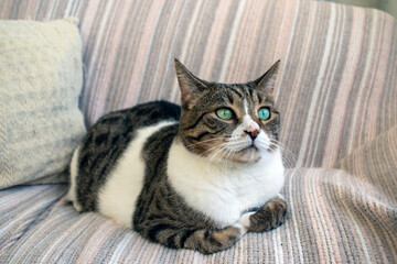 Cute cat sitting on a sofa, close-up.