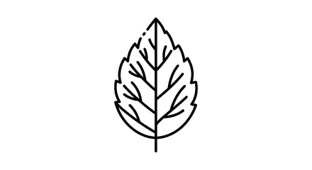 Outline Of A Leaf Vein Structure Against Darkness Depicting Natural Elegance