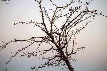 tree branches against blue sky
