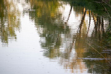 Obraz premium reflection of trees in water