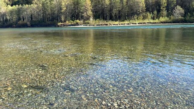 Walking along Skagit river bank while fishing with Pacific salmon spawning in fish beds during autumn fall season 