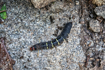 Close up detail with a frangipani hornworm, also called plumeria caterpillar found on the way to Machu Picchu