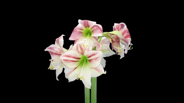 Time lapse of dying red and white Ambiance amaryllis Christmas flower isolated on black background