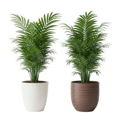 Fototapeta premium Illustration of two potted plants isolated on transparent background in studio
