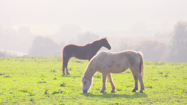 Horses in Cotswolds, near Dursley. Autumn Travel in United Kingdom