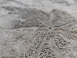 On the beach, crabs arrange the sand in a circle, creating a beautiful pattern around their burrows.