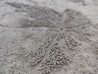 On the beach, crabs arrange the sand in a circle, creating a beautiful pattern around their burrows.