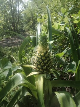 a young pineapple