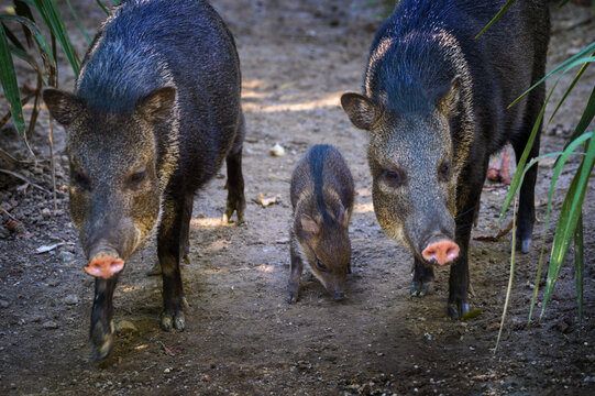 A baby collared peccary walks between two adult peccaries on a dirt path in a forested area.
