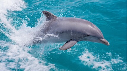 Naklejka premium cetacean. Dolphin leaping from turquoise ocean waters, dynamic marine life in motion. wildlife magazines, conservation campaigns, designed for nature documentaries and education. 
