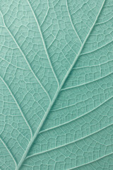 Obraz premium A detailed, close-up view of a leaf, highlighting the intricate network of veins against a soft, muted background. The color is cool and soothing.