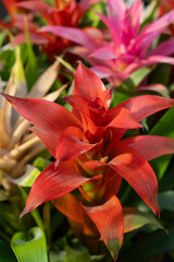 Vibrant Bromeliad Flowers in Full Bloom