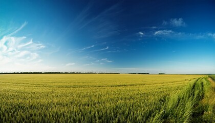 Fototapeta premium Expansive Field Under Clear Blue Sky