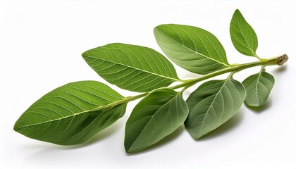 Obraz premium Twig Of Green Ashwagandha Plant Isolated On White Background