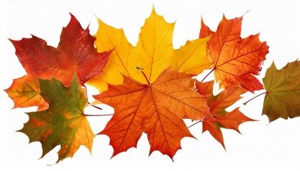 Obraz premium Falling Autumn Maple Leaves Isolated On Transparent Background