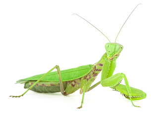 Green Mantis or or Praying Mantis isolated on a white background. Mantis religiosa.