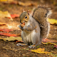 Fototapeta premium Squirrel eating acorn in autumn forest floor