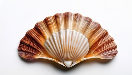 Fototapeta premium Beautiful Scallop Shell With Intricate Patterns White Isolated Background