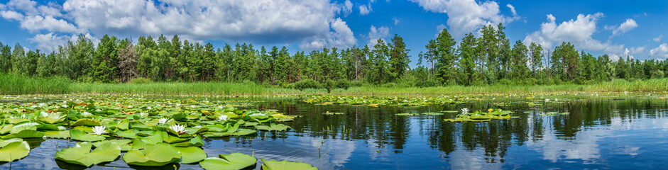 Beautiful panoramic view of a calm forest lake covered with white water lilies and surrounded by green trees under a blue cloudy sky on a summer day.