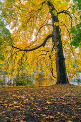 Jesienne drzewa w parku romantycznym Arkadia, Polska