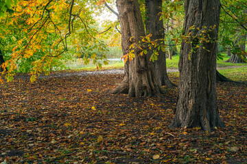 Jesienne drzewa w parku romantycznym Arkadia, Polska