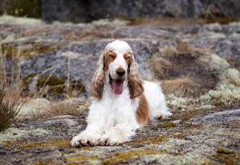 Wildlife. Portrait of an English Cocker Spaniel. The dog lies on a rocky ledge covered in moss and smiles. His coloring is orange roan.