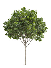 tree isolated on white background