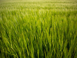 Green Field of Wheat Swaying in the Breeze