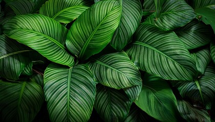 Lush Green Tropical Leaves Nature Background