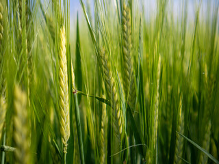 Wheat Field at Sunrise Showcasing Nature's Growth